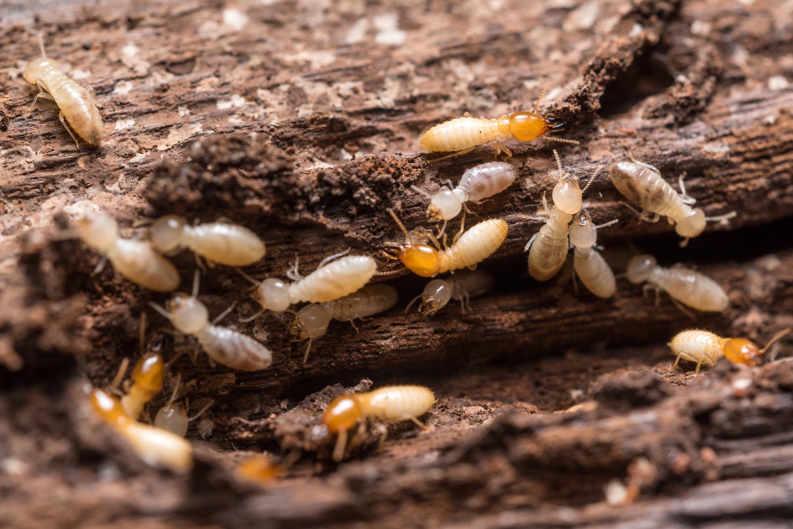 Termite inspection